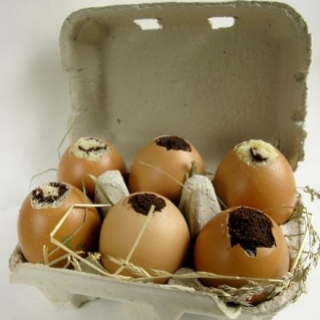 Keksiukai kiaušinių lukštuose